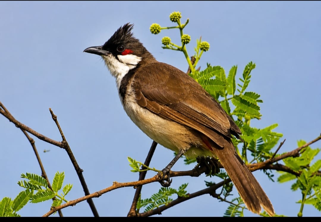 लाल मूंछ वाली बुलबुल भी आ पहुंची भरतपुर
